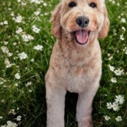 Danni - Australian Labradoodle