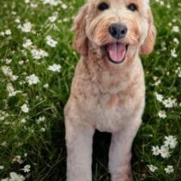 Danni - Australian Labradoodle