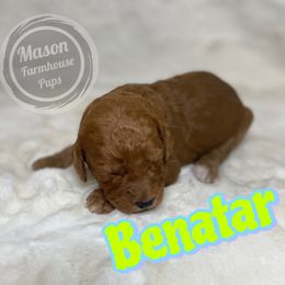 Benatar - Red  female Goldendoodle puppy in Anniston, Alabama from Mason Farmhouse Poodles, Doodles & Poos (Breeding & Stud Services)