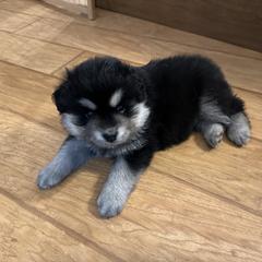 Finnish Lapphund Puppies from Akasha Wind