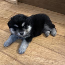Finnish Lapphund Puppies from Akasha Wind