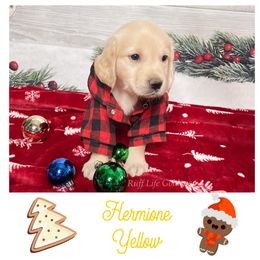 Golden Retriever Puppies from Ruff Life Goldens