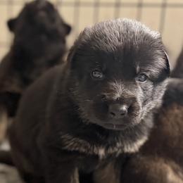 Boy 3 - Sable male German Shepherd puppy in Grantsville, Utah from Vom Haus Denfors K9 - Working German Shepherds