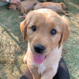 Golden Retriever Puppies from St. Croix Golden Retrievers