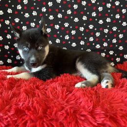 Fenrir 🩵 - Black and white Siberian Husky puppy in Fairborn, Ohio from Haven of Free Spirits