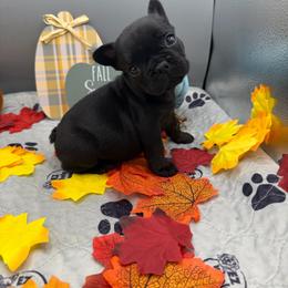 Oreo - Brindle male French Bulldog puppy in Largo, Florida from Infinity Frenchies