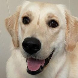 Golden Retrievers from Goldens on Main