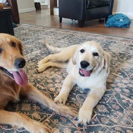 Goldendoodle and Golden Retriever Puppies from A Golden Summer