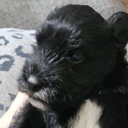 Miniature Schnauzers from Kains miniture schnauzers