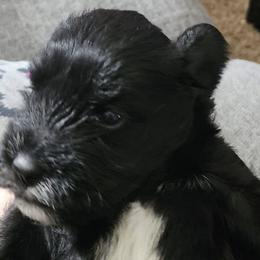 Miniature Schnauzers from Kains miniture schnauzers