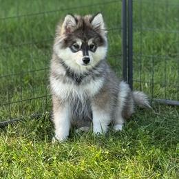 Ash - Wolf sable male Pomsky puppy in Lewiston, Minnesota from Family Pomsky