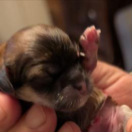 Heidi - Brindle female Lhasa Apso puppy in Fort Worth, Texas from Cynthia's Lhasa Apsos