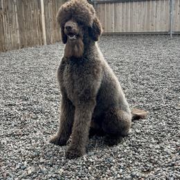 Augustus AKA Auggie - Brown male Poodle puppy in Chino Valley, Arizona from Whiskey Row Royals