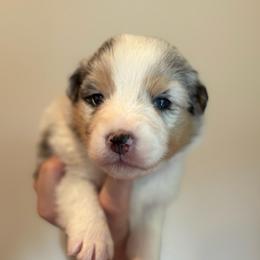 Blue Merle female yellow collar - Blue merle female Australian Shepherd puppy in Castle Rock, Washington from Zoolo Kennels