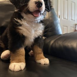 Bernese Mountain Dog Puppies from Blair Berners