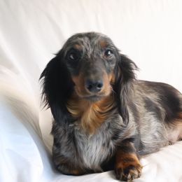 Ellie - Dachshund