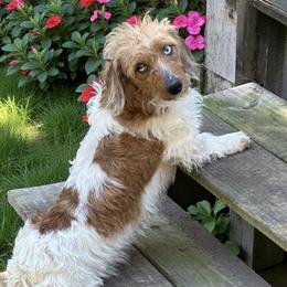 Gwen - Dachshund