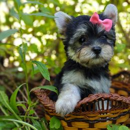 Companion Cross, Havanese, Mal-Shi, Maltese, Maltipoo, Morkie, and Shih Tzu Puppies from Seeking Shalom Acres Maltese, Maltipoos & Havamalts