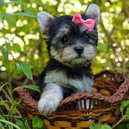 Companion Cross, Havanese, Mal-Shi, Maltese, Maltipoo, Morkie, and Shih Tzu Puppies from Seeking Shalom Acres Maltese, Maltipoos & Havamalts