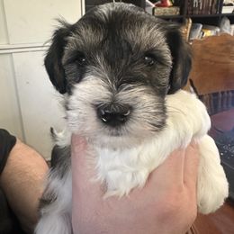 Jasper - Parti male Miniature Schnauzer puppy in Tacoma, Washington from AKC Nordwest Schnauzers