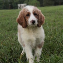 Maya - Merle female Goldendoodle puppy in Charleston, Arkansas from Lazy S Aussies