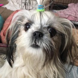 Shih Tzus from Snowhisper Shih Tzu