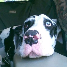Emma - Great Dane