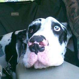 Emma - Great Dane