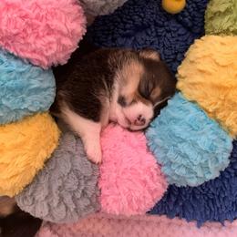 Pembroke Welsh Corgi Puppies from BriarFox Welsh Corgis