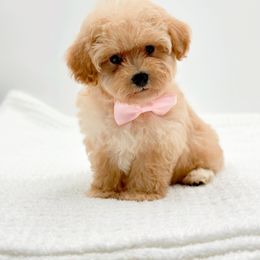 Lily Rose - Apricot female Cavapoo puppy in Statesville, North Carolina from Doodle Babies