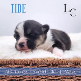 Tide - Black and tan male Pembroke Welsh Corgi puppy in Pine Village, Indiana from NL Horsemanship