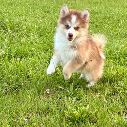 Cowgirl - Lavender female Pomsky puppy in Harford Mills, New York from Finger Lakes Pomskies