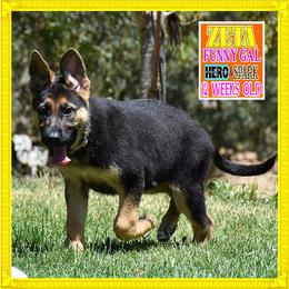 ZETA - Black and red female German Shepherd puppy in Murrieta, California from Diamond Oaks German Shepherds