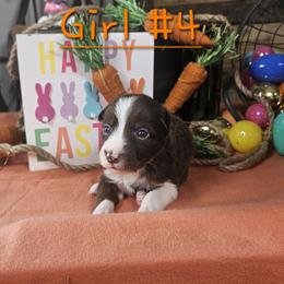 Girl 4 - female Border Collie puppy in Wakeman, Ohio from Sandstone Ridge Kennels