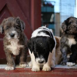 Double Doodle puppies from South Bay Double Doodles