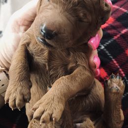 Poodle Puppies from Prissy Pants Poodles LLC