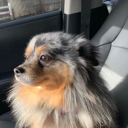 Pomeranians from Robin Avey's Pomeranians