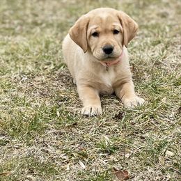 Labrador Retriever Puppies from DeVoy Country Labs
