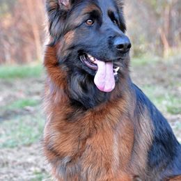 Australian Shepherd and German Shepherd All Grown Up from Birch Haus