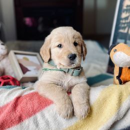 Golden Retriever Puppies from TaylerMade Goldens
