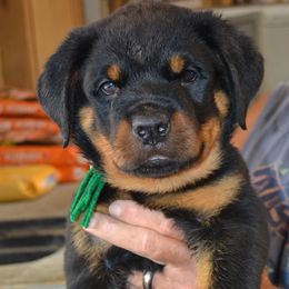 Boy 4 - male Rottweiler puppy in Dawson Springs, Kentucky from Lakeview Rottweilers