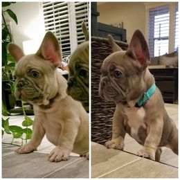 French Bulldog Puppies from Star City Frenchies