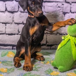 Pink Girl - Black and rust female Doberman Pinscher puppy in Shelby, North Carolina from IronBee Dobermans