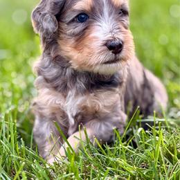 Lightning McQueen - male Australian Mountain Doodle puppy in Decatur, Illinois from Signature Doodles