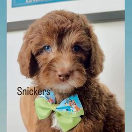 Snickers - Parchment male Australian Labradoodle puppy in Arden, North Carolina from Kismet Labradoodles