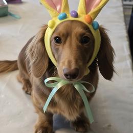 Twix - Dachshund