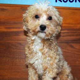 Rookie - Goldendoodle