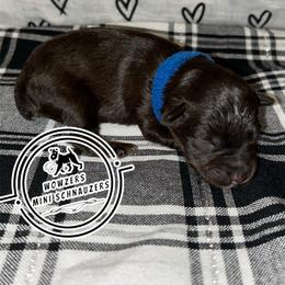 Blue Collar - Liver male Miniature Schnauzer puppy in Conroe, Texas from Wowzers Mini Schnauzers