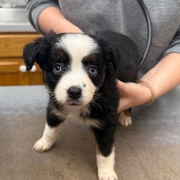 Tiana - Black tri female Miniature Australian Shepherd puppy in Liberty, Mississippi from Liberty Oaks Aussies and Dachshunds