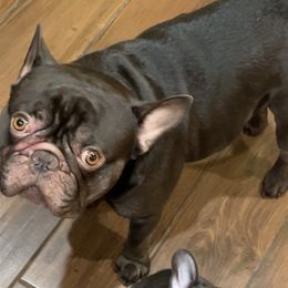Rip - French Bulldog